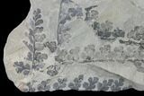 Pennsylvanian Fossil Fern (Sphenopteris) Plate - Kentucky #137741-1